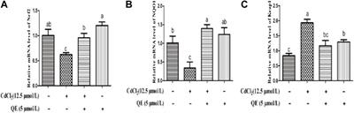 Alleviating effect of quercetin on cadmium-induced oxidative damage and apoptosis by activating the Nrf2-keap1 pathway in BRL-3A cells